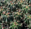 Fire Barrel Cactus 2" Pot Ferocactus Gracilis Succulent Desert Plant with Spines