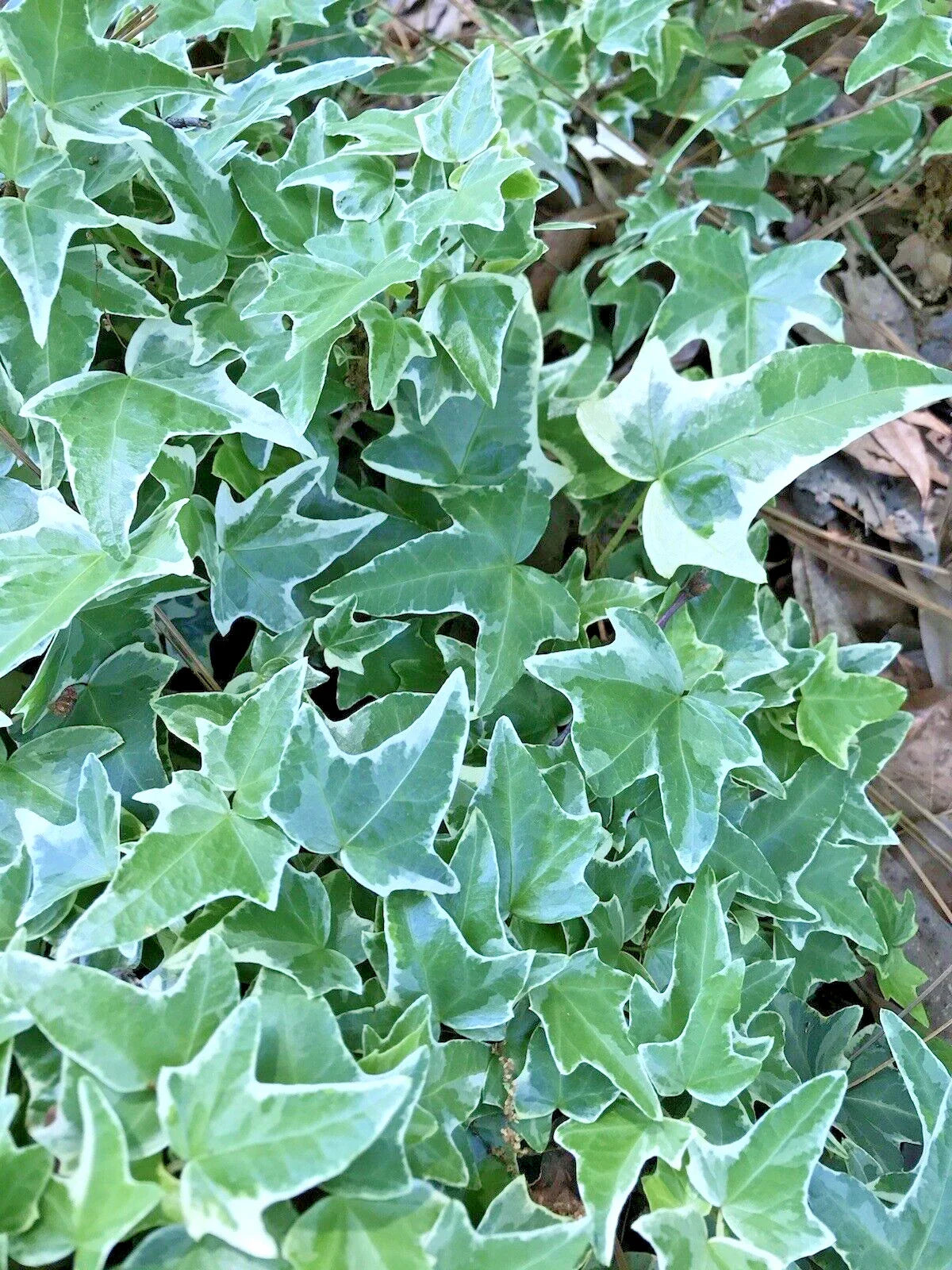 Variegated Ivy Ground Cover Plants 4"-8" Live Bare Root - Hedera helix, Shade Tolerant Houseplants, 7 Varieties