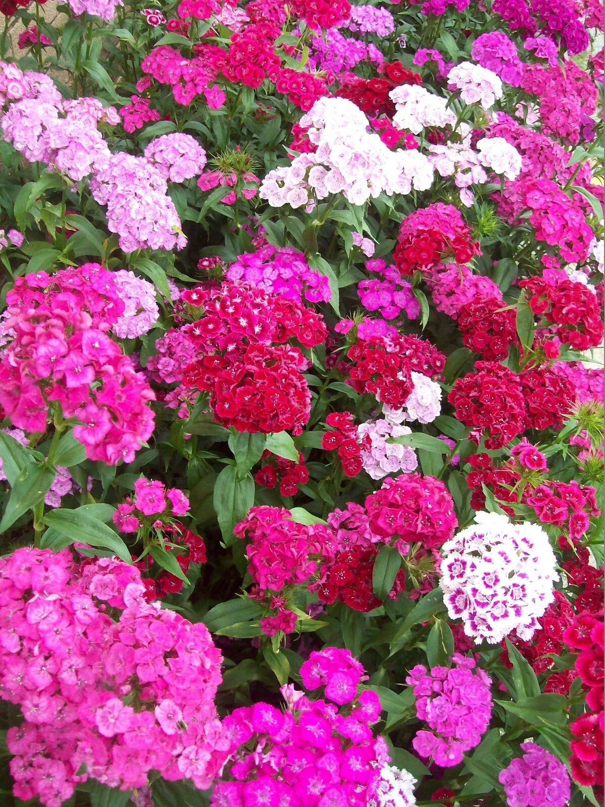 Sweet William Flower Seeds 500+ Mixed Colors Reds Pink Purple White Biennial Dianthus barbatus