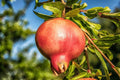 Pomegranate Seeds - 20 Pack - Punica granatum - Organic Fruit Seeds for Home Gardening