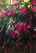 Christmas Cactus Starter Plant - Old Fashioned Pink - Schlumbergera truncata