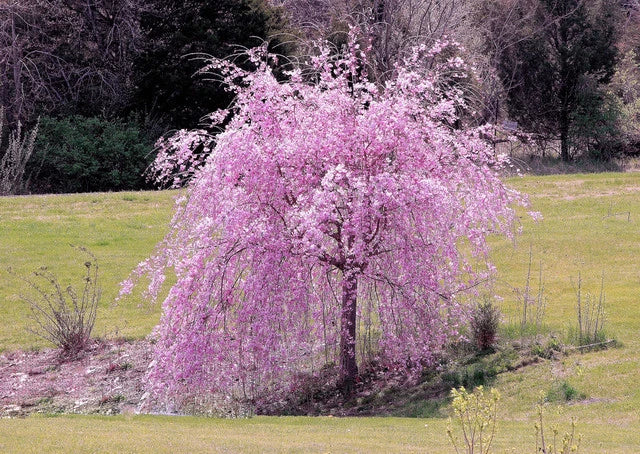 Weeping Purple Cherry Tree Seeds - Flowering Japanese Ornamental Seeds - Prunus subhirtella 'Pendula' - 5 Pack