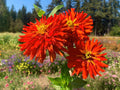 Zinnia Seeds - 100+ Super Cactus Redman Variety - Garden Planting - Zinnia elegans - USA
