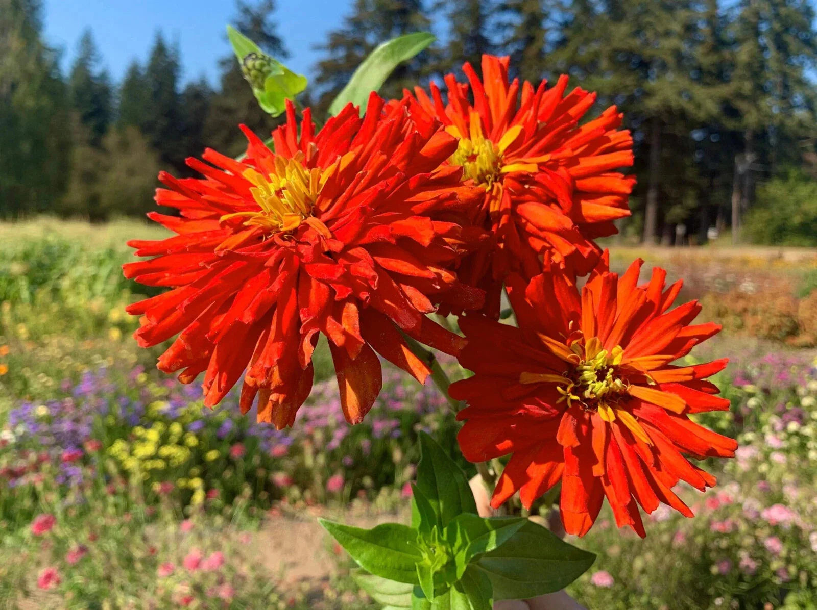 Zinnia Seeds - 100+ Super Cactus Redman Variety - Garden Planting - Zinnia elegans - USA