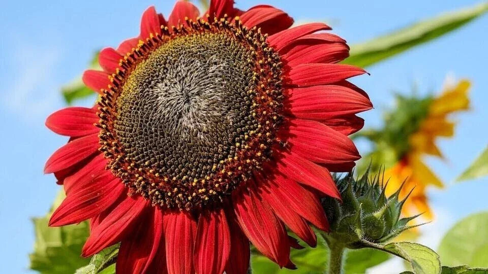 Red Sunflower Seeds - 100+ Heirloom Non-GMO - Rare Variety (Helianthus annuus)