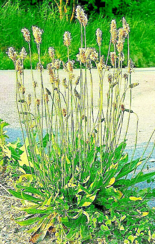 English Plantain Seeds 500 Count, Plantago lanceolata, Medicinal Herbal Plant, Natural Remedies, Garden Seeds