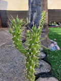 Eve's Needle Cactus Cutting - Austrocylindropuntia - 1x Plant Cutting - Buy 2 Get 1 FREE