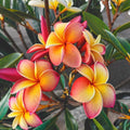Plumeria Seeds - 5 Pack Pink Yellow Red Hawaiian Flower Plants - Perennial (Plumeria spp.)