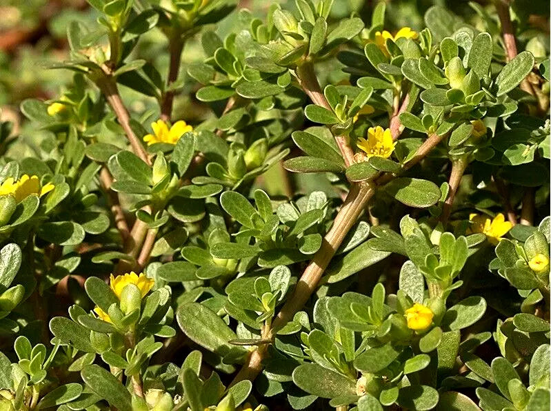 Organic Purslane Herb Seeds - 100+ Seeds - Portulaca oleracea - Non-GMO Pursley for Culinary Use, Harvested 07/2024