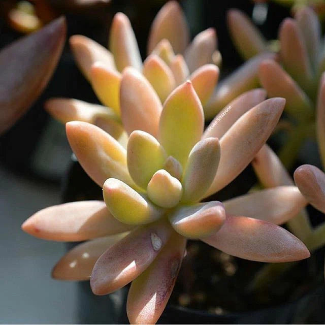 Potted Plant 3" Diameter Pachyveria "Blue Pearl" Succulent, Indoor/Outdoor, Easy Care, Decorative Greenery