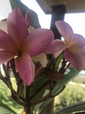 Plumeria Plant - 2.5 Inch Pot - Fireblast Multicolor - From Seeds (Plumeria spp.)