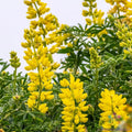 Golden Yellow Annual Lupine Seeds - 25+ Pack for Garden Planting - Lupinus Polyphyllus