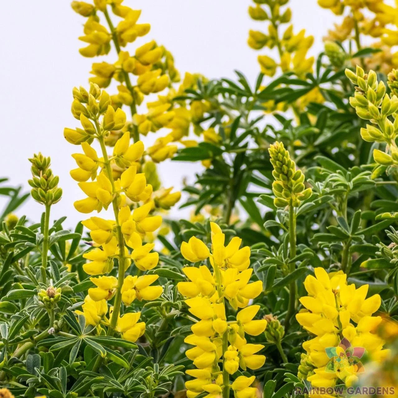 Golden Yellow Annual Lupine Seeds - 25+ Pack for Garden Planting - Lupinus Polyphyllus