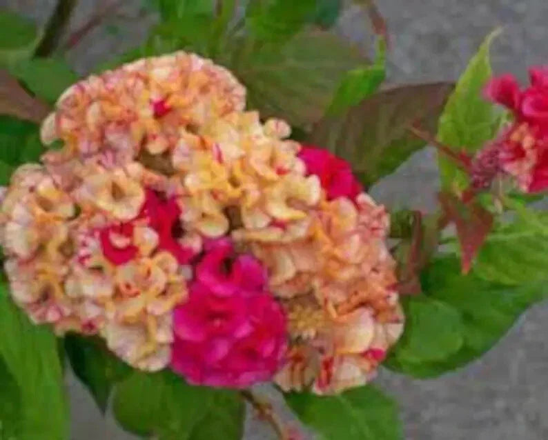 Variegated Cockscomb Celosia Seeds - 200 Organic Seeds - USA Grown - Colorful Garden Annuals - Celosia argentea