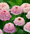 Zinderella Lilac Zinnia Seeds - 100+ Count - Garden Planting - Zinnia elegans - USA