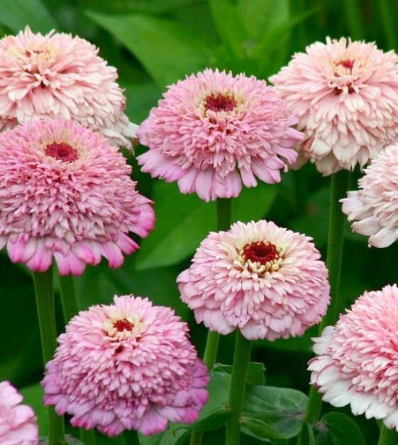 Zinderella Lilac Zinnia Seeds - 100+ Count - Garden Planting - Zinnia elegans - USA