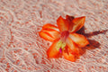 Christmas Cactus Starter Plant - Sunset Strip - Schlumbergera truncata - Healthy Well-Rooted Small Plant for Indoor Gardening