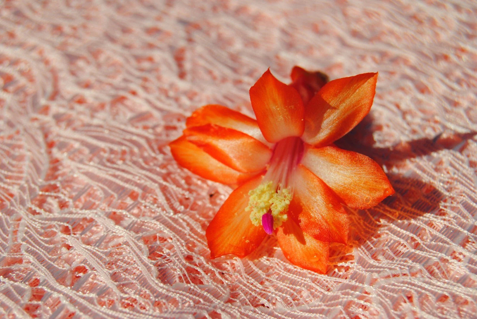 Christmas Cactus Starter Plant - Sunset Strip - Schlumbergera truncata - Healthy Well-Rooted Small Plant for Indoor Gardening