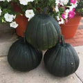 Dark Night Pumpkin Seeds - 10 Organic Seeds - Cucurbita pepo - USA Grown, Free Shipping