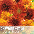 Chrysanthemum 200 Seeds - Golden Bouquet Mix - Flower Seeds - Mum Variety - Perfect for Garden Planting