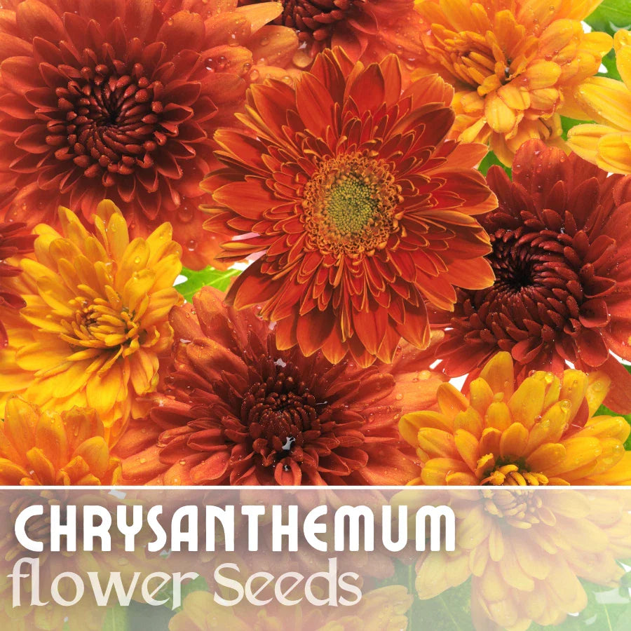 Chrysanthemum 200 Seeds - Golden Bouquet Mix - Flower Seeds - Mum Variety - Perfect for Garden Planting