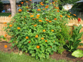 Mexican Sunflower Seeds - 100+ Count - Drought Tolerant Summer Flower - Tithonia rotundifolia