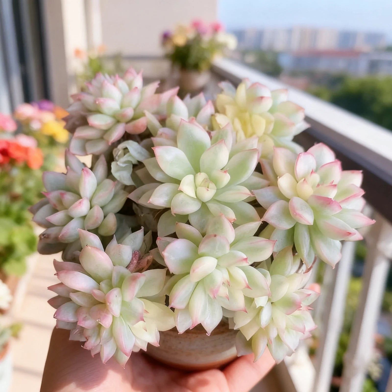 Echeveria Mebina Variegata Succulent Plant - Live Bare Root, Creamy Yellow & Green Leaves, Echeveria ‘Mebina Variegata’
