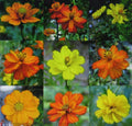Cosmos Seeds - Ladybird Mixture - Semi Double Flowers - Annual Flowering Plant (Cosmos bipinnatus)