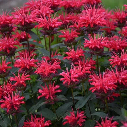 Red Velvet Bee Balm Seeds - 100 Pack - Hummingbird Flowers - Monarda Didyma