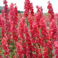 Red Delphinium Seeds - 50 Perennial Garden Flower Seeds - Delphinium elatum - US Seller