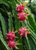 Dragon Fruit Cuttings - Rooted Plant - Pitaya Variety - Hylocereus undatus