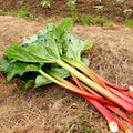 Victoria Rhubarb Seeds | Heirloom Non-GMO Seeds | Rheum rhabarbarum | Free Shipping