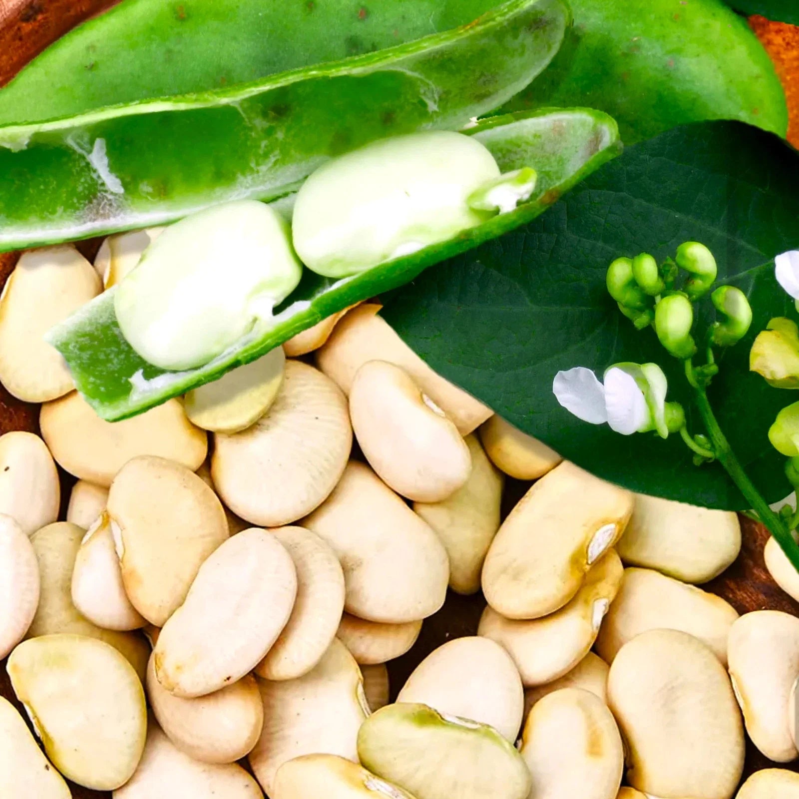 King of the Garden Lima Bean Seeds - Pole Variety, Large Green Pods, Ideal for 2025 Planting, Phaseolus lunatus