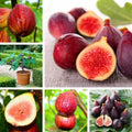 Fig Tree Seeds - 40+ Seeds, Sweet Fruit Variety, Ficus carica - USA Seller, Free Shipping