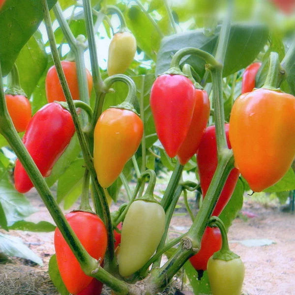 Santa Fe Grande Hot Pepper Seeds, Guero Variety, NON-GMO, Multiple Sizes Available, Capsicum annuum