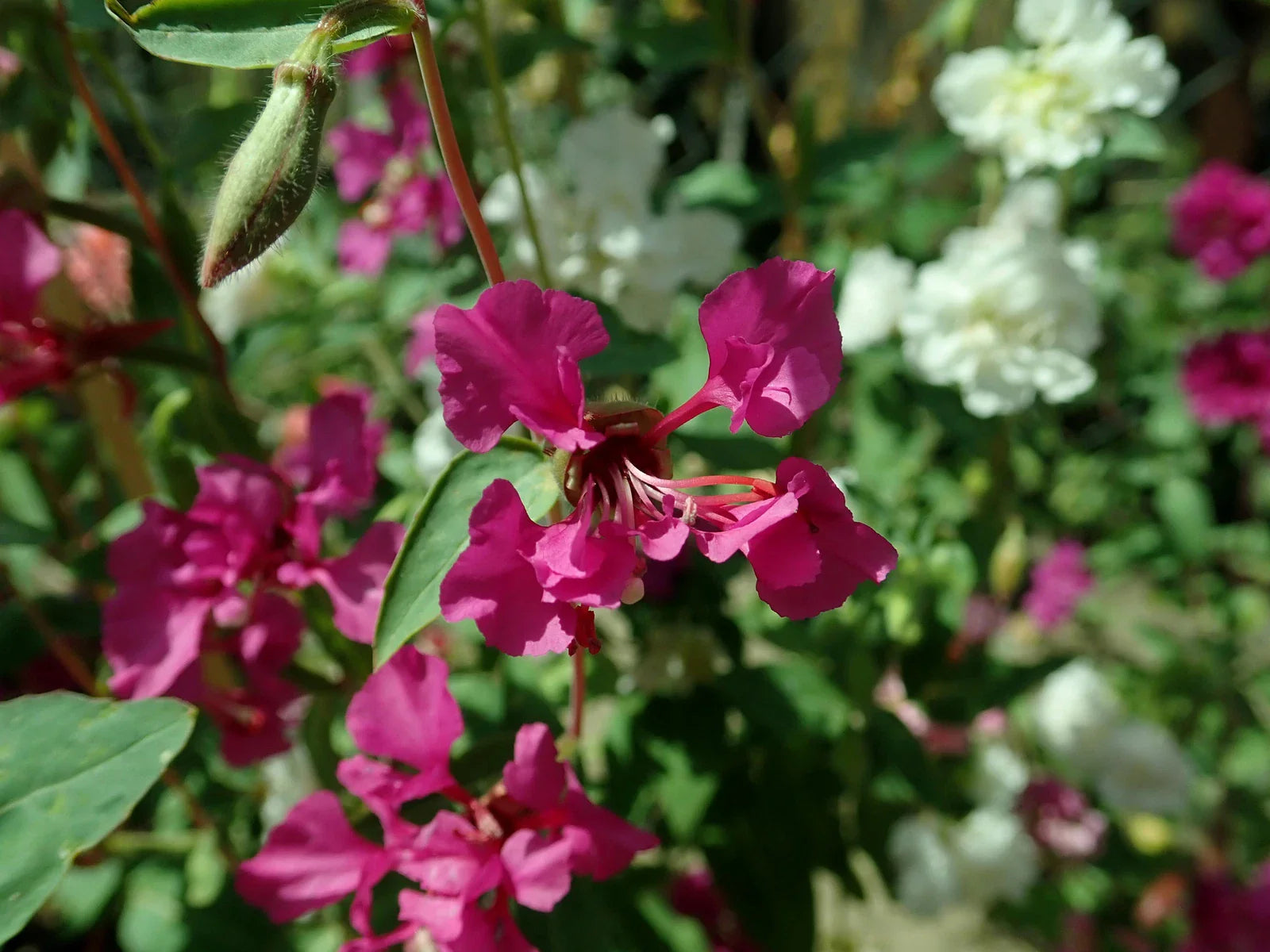 Clarkia Elegans Seeds - 2,000 Count - Mountain Garland - Non-GMO - Flower Seeds for Gardens
