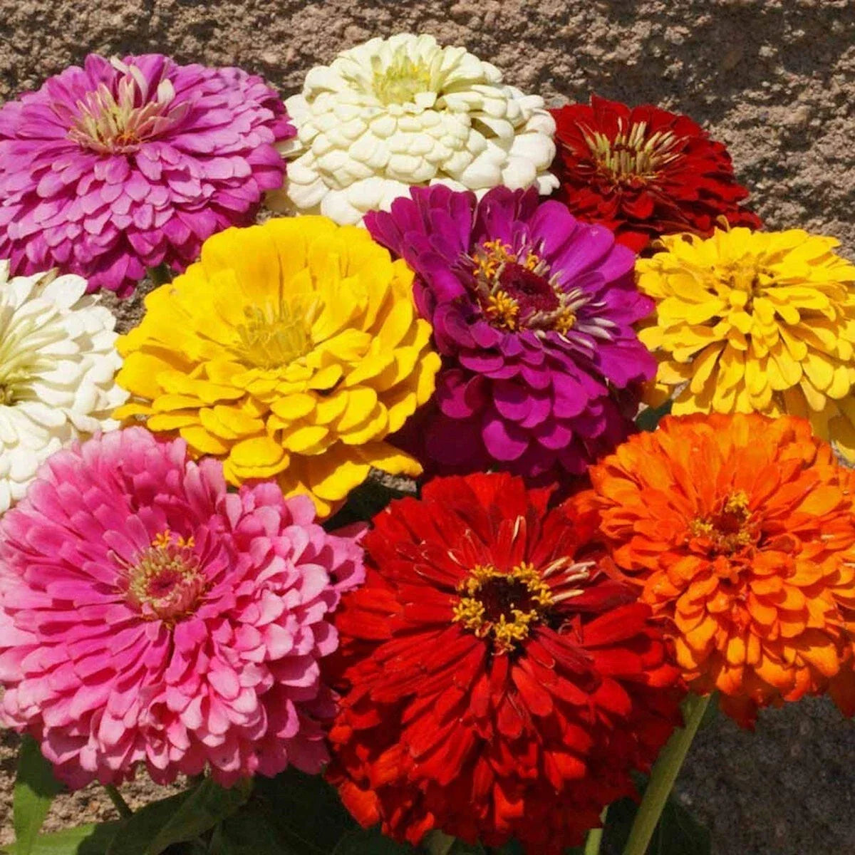 Dahlia Flowered Mixed Zinnia Wildflower Seeds 1 Lb - Zinnia elegans - Everwilde Farms Mylar Packaging