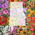 Alabama Wildflower Seed Mix 1/4LB Bulk - Colorful Blooms for 2,000 sq ft - Native Wildflowers (Various Species)