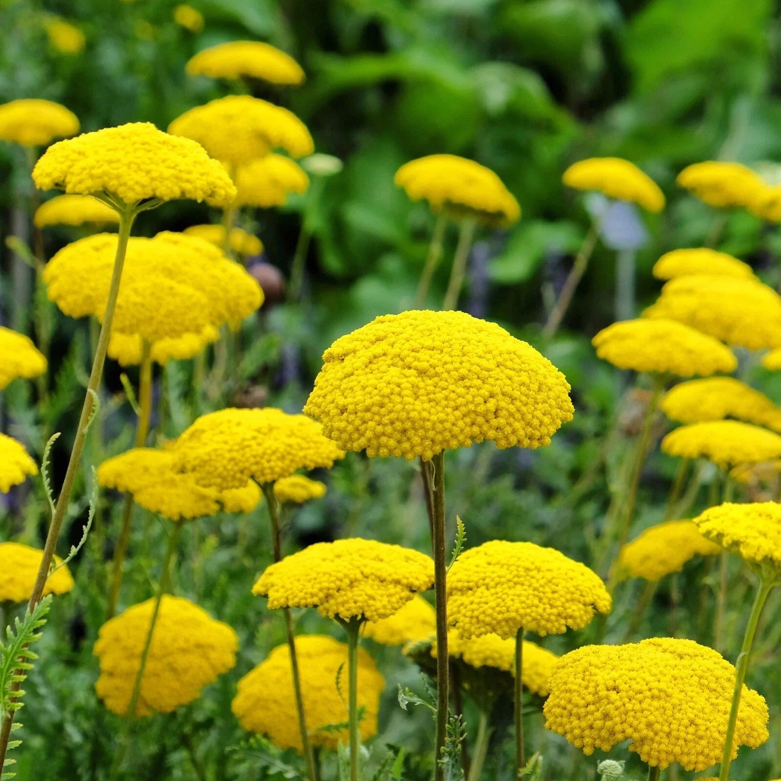 Gold Yarrow Seeds 1000+ Non-GMO Pollinator-Friendly Achillea filipendulina