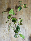 Philodendron Brazil Cuttings - Dark & Lime Green Variegated Leaves - Prerooted Plant Cuttings (Philodendron hederaceum)