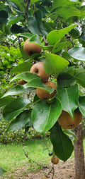 Asian Round Pear Tree Cuttings for Rooting, Grafting, Propagating - 10 Healthy Cuttings - Pyrus pyrifolia