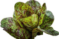 Romaine Freckles Lettuce Seeds - 195 Seeds for Salad Greens - GroCo USA - Heirloom Variety