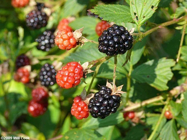 Sawtooth Tall Blackberry Plants – 10 Pack, Thorny, Hardy, Rubus fruticosus, Sweet Wild Berries, Zones 6-9