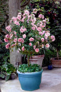 Pale Pink Sugar Tip Double Rose of Sharon Hibiscus Seeds - 30+ Rare Seeds for Stunning Garden Blooms