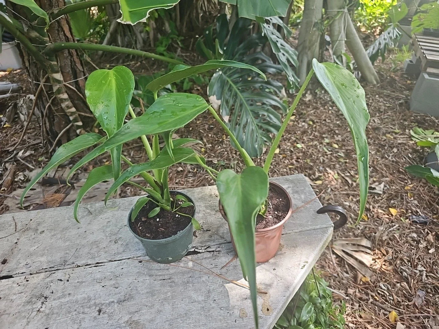 Monstera Burle Marx Flame Live Plant 5” Pot Rare Tropical Aroid Indoor Houseplant