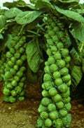 Long Island Brussel Sprout Seeds - 1000 Non-GMO Open Pollinated Vegetable Seeds - Brassica oleracea