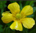 Bulbous Buttercup Seeds - 100+ Organic Bright Yellow Flowers - Ranunculus bulbosus - USA