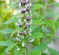 Motherwort Seeds, 100 Count, Leonurus Cardiaca, Medicinal Herb, TCM - Qing Hao for Herbal Remedies