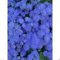 Flossflower Seeds - Blue Mink - Garden Ageratum - Ageratum Mexicanum - Blueweed