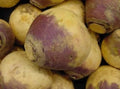 Fresh Rutabaga Seeds - American Purple Top Variety - 100 Count - Brassica napus